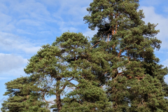 PXL_20230321_153711013-01-scaled