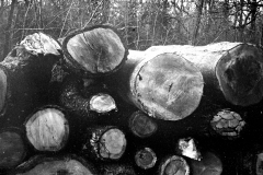 2023-03-26-0005_edited