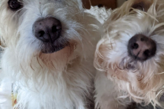 Eager faces