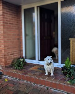 dog sitting on the doorstep of a house
