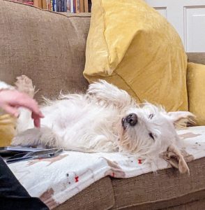 dog lying on its back on a sofa