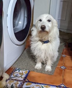 dog sitting by a washing machine