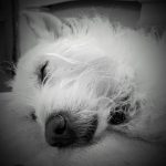 sleeping dog in black and white