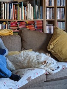 dog lying on the sofa