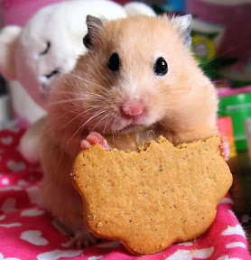 cute hamster eating a biscuit (cookie)